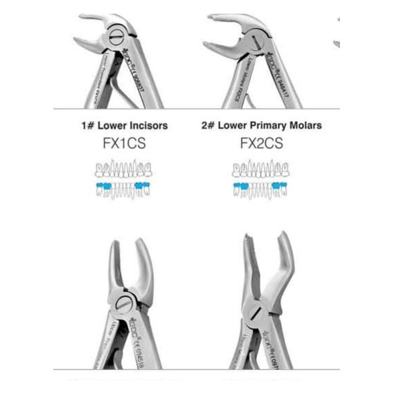 TOOTH FORCEPS PEEDO STANDARD FX6CS GDC | DentalMart